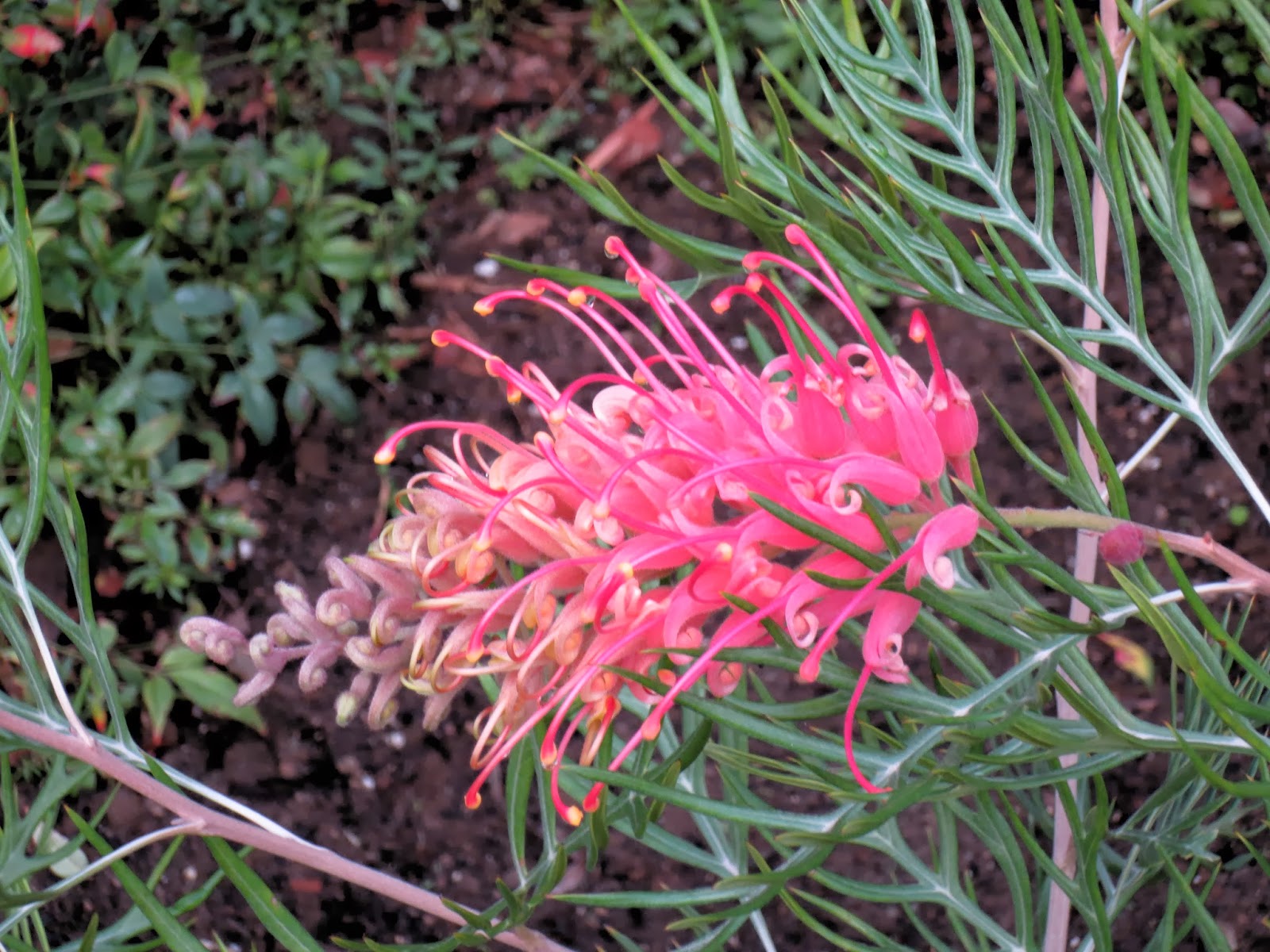 Late to the Garden Party My favorite plant this week Grevillea 'Superb'