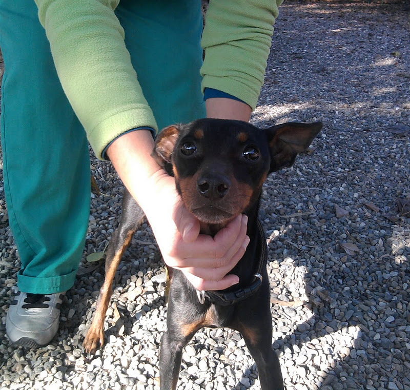 Casa Felina MINI PINSCHER EN MÁLAGA NECESITA AYUDA URGENTE