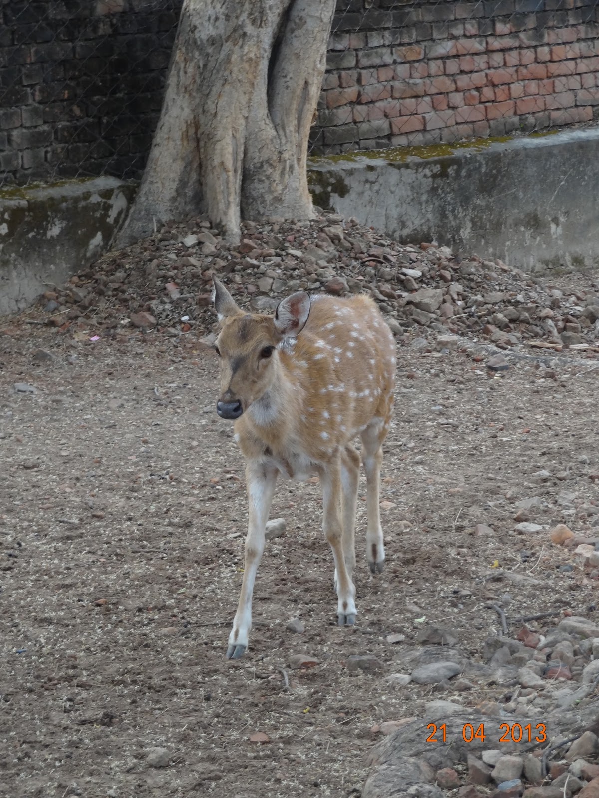 Varanasi Dear Park Zoo (Sarnath)