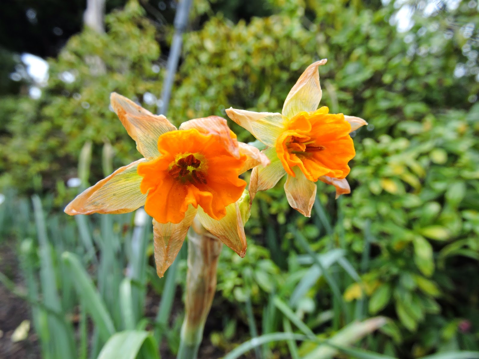 The Amateur Anthecologist: The Narcissus Cometh!