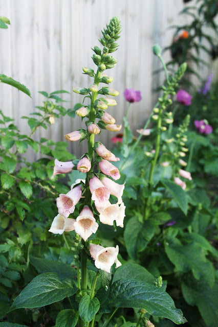 foxgloves, garden, Anne Butera, My Giant Strawberry