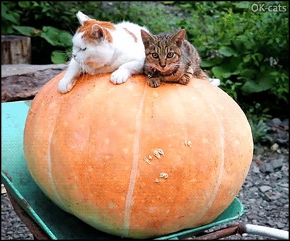Amazing Cat GIF • Halloween is coming. Two cool cats chilling on a giant pumpkin Amazing Cat GIF • Halloween is coming. Two cool cats chilling on a giant pumpkin