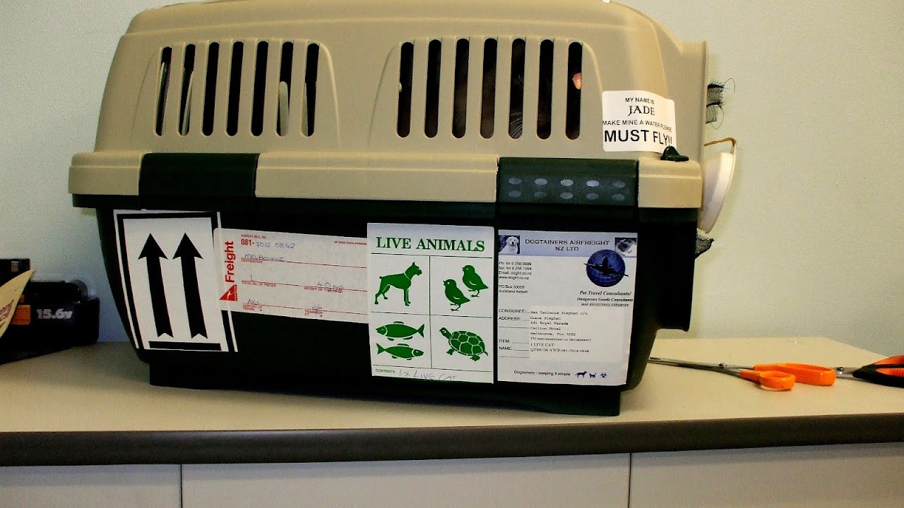 Cat Travel Cages Travel Choices