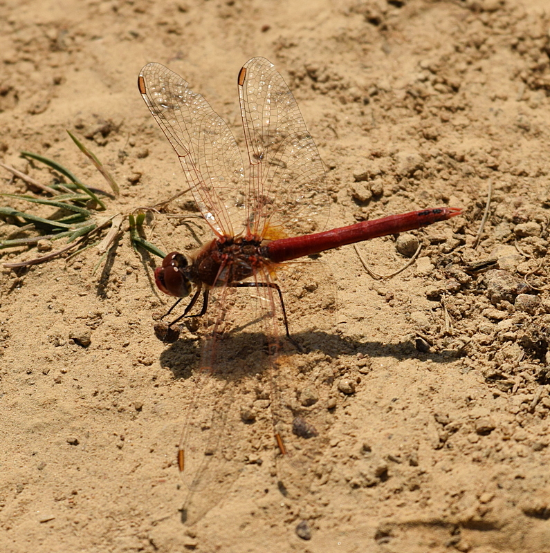 JRandSue: RED-VEINED DARTER AT WINDMILL FARM.
