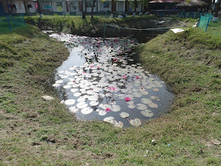 Lotus Flower at Somudra Kutir Resort