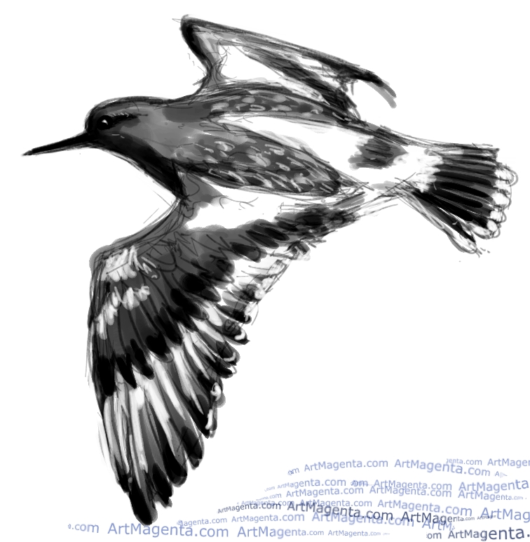 Black Turnstone sketch painting. Bird art drawing by illustrator Artmagenta