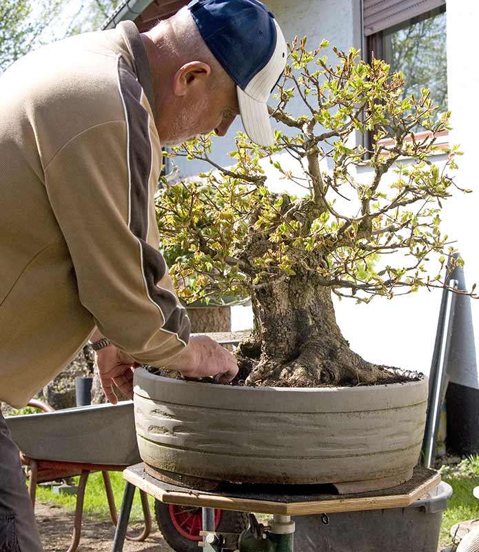 Walter Pall Bonsai Adventures hollow field maple 4 repotted