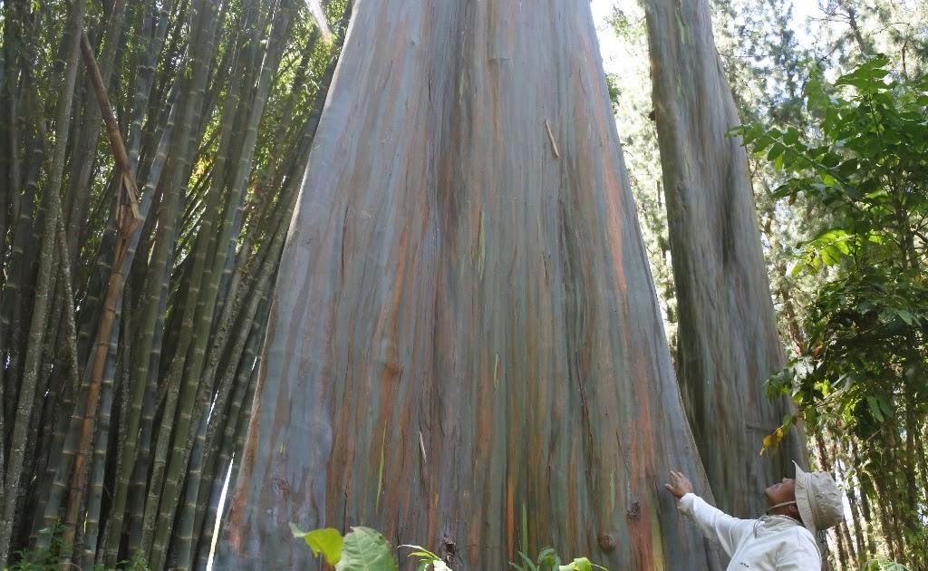 Pohon Pelangi Terindah Di Dunia Ada Di Hutan Indonesia Spiritnews Media Pohon Pelangi Terindah Di Dunia Ada Di Hutan Indonesia Spiritnews Media