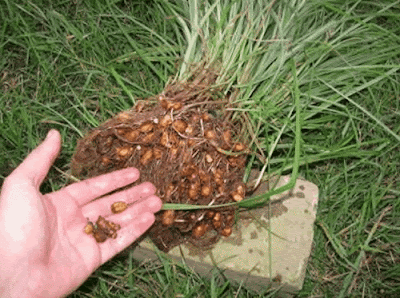 Verduras bulbo tubérculos