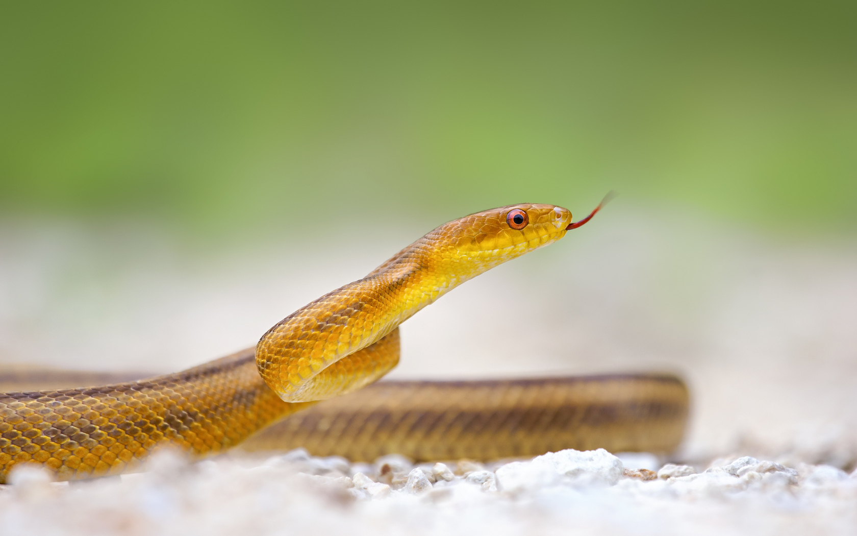 Yellow Snake Wallpaper