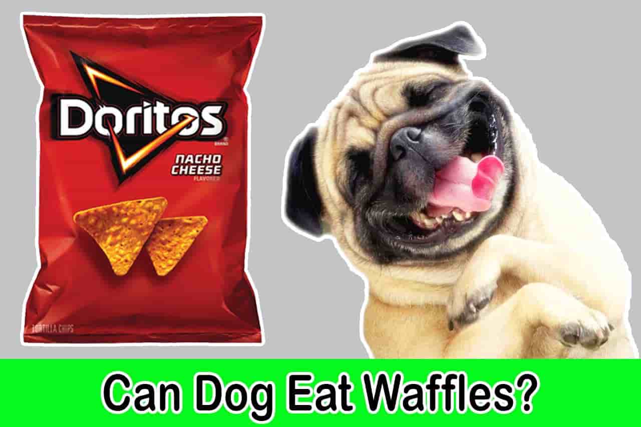 can dogs have doritos