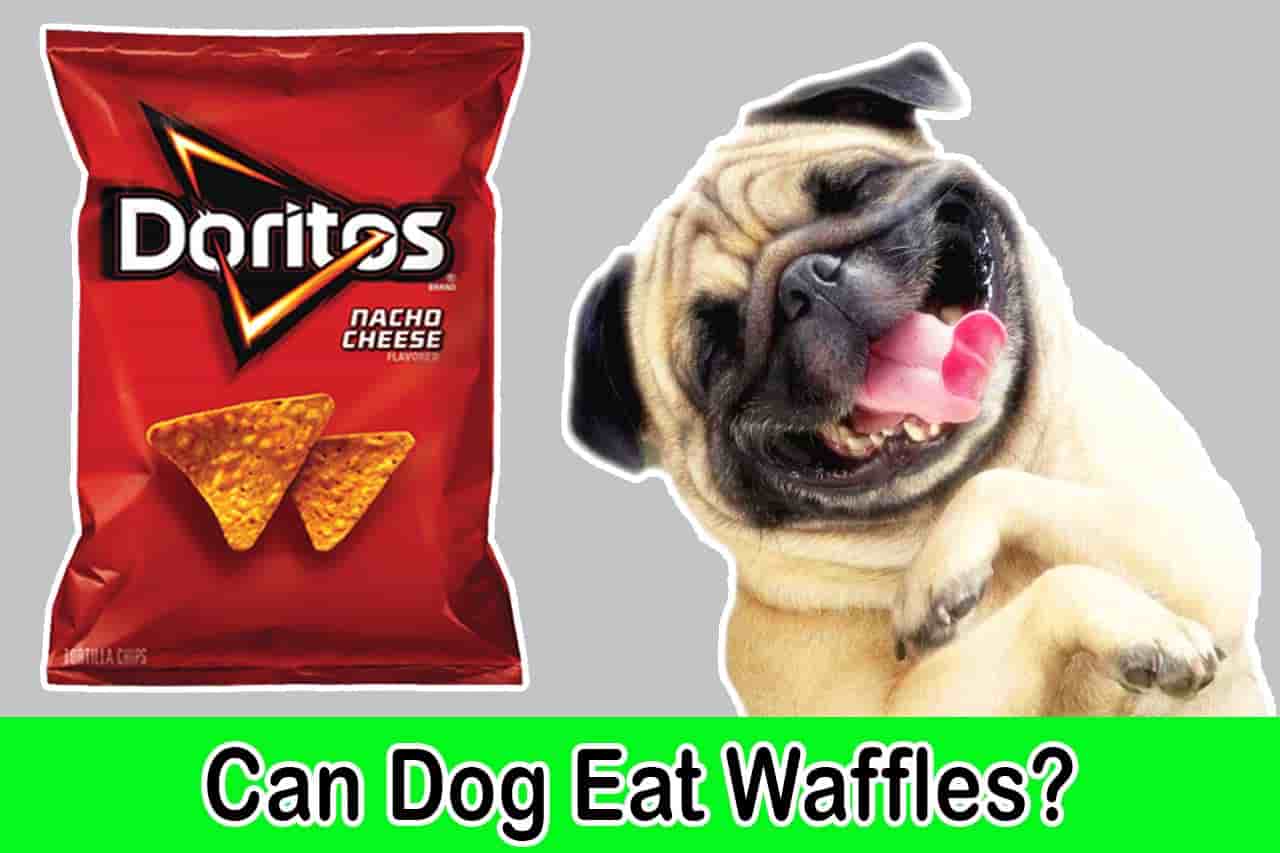 Are Doritos Bad For Your Dog