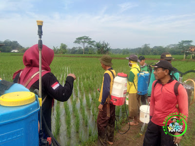 Petani Subang Bersama Petugas POPT dan UPTD Pertanian Lakukan Pengendalian Hama WBC, PBP, HPP Petani Subang Bersama Petugas POPT dan UPTD Pertanian Lakukan Pengendalian Hama WBC, PBP, HPP