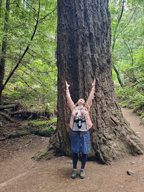 Image of person in front of large Redwood tree