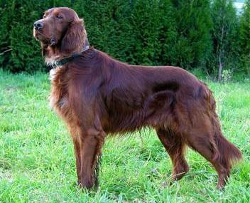 Razas de perros: Setter Irlandés