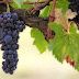 El sector vinícola seguirá recibiendo las medidas de apoyo Covid19 del Parlamento Europeo 