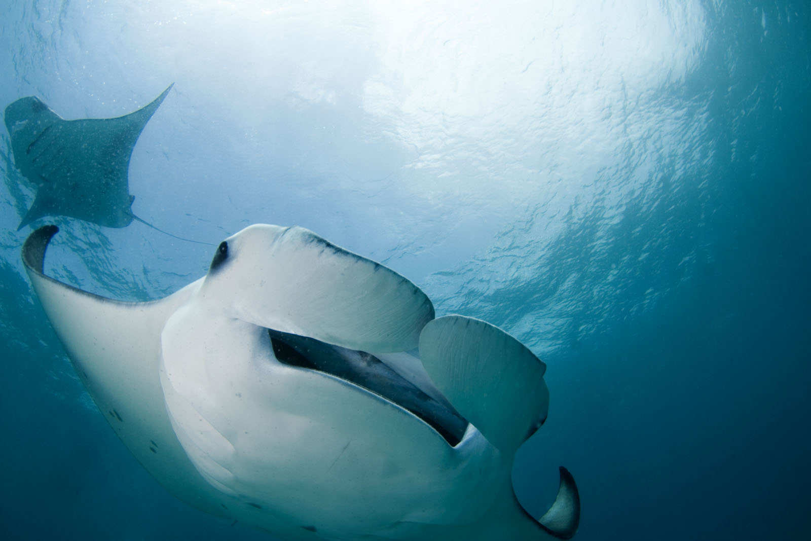 manta ray face manta ray face