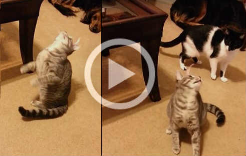 VIDEO: Cat goes Crazy Trying to Get Sticker off her Head / The Fun with Kitty and a Sticker