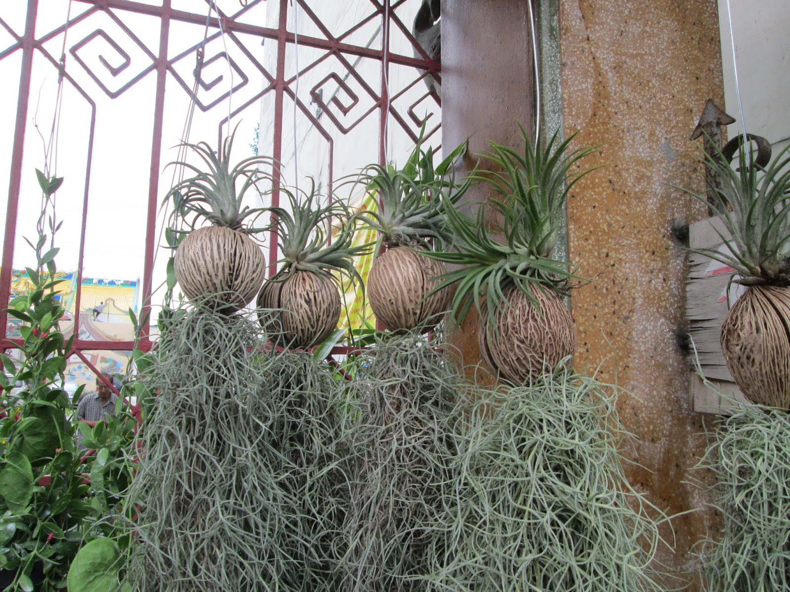 Garden Notes from Hawaii SPANISH MOSS (Tillandsia usneoides)