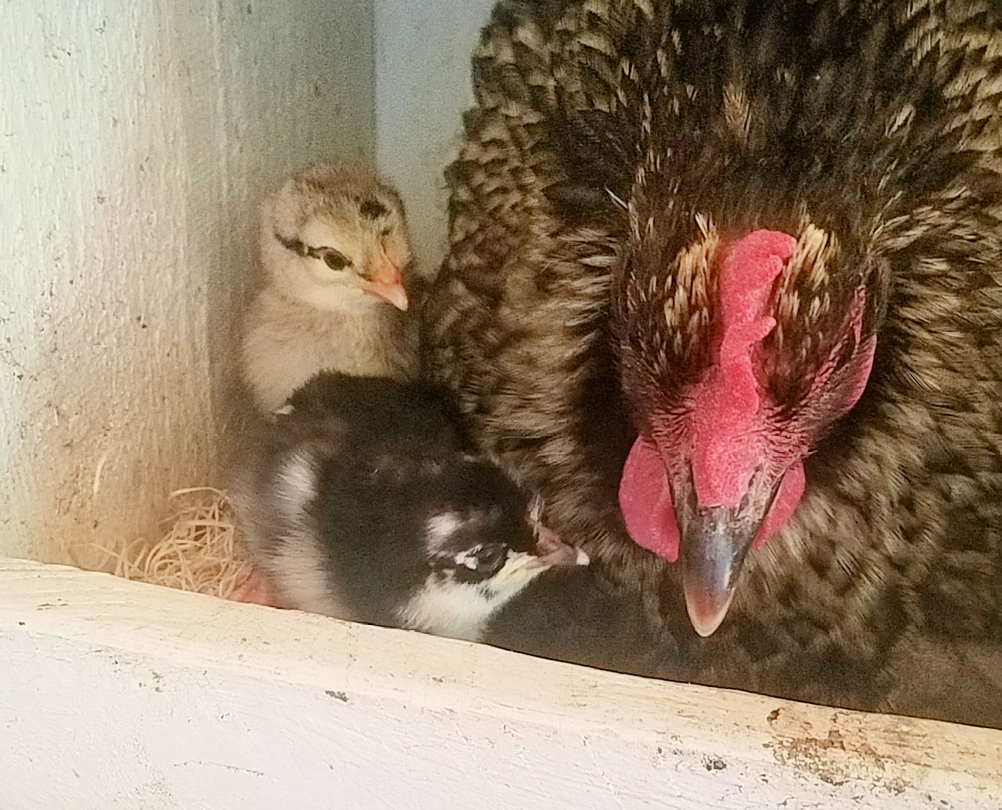 4 Steps for Introducing New Chickens to your Backyard Flock Fresh Eggs Daily® with Lisa Steele