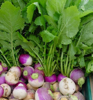 How to Growing Own Turnips Farming Business