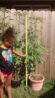 smallest Kenaf plant getting close to 6 ft tall
