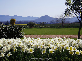 washington state skagit valley mount vernon daffodil fields landscape photos