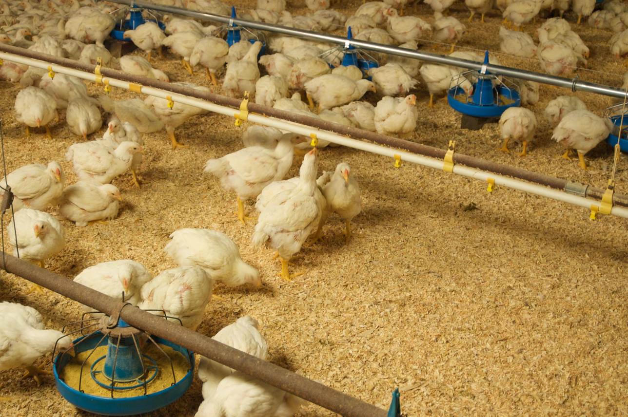 10 Litter materials for perfect bedding in Poultry