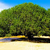 Pohon Sahabi, Pohon yang Merunduk Meneduhkan Nabi Muhammad SAW dari Terik Matahari, The Blessed Tree.