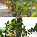 The most popular dwarf citrus trees in containers
