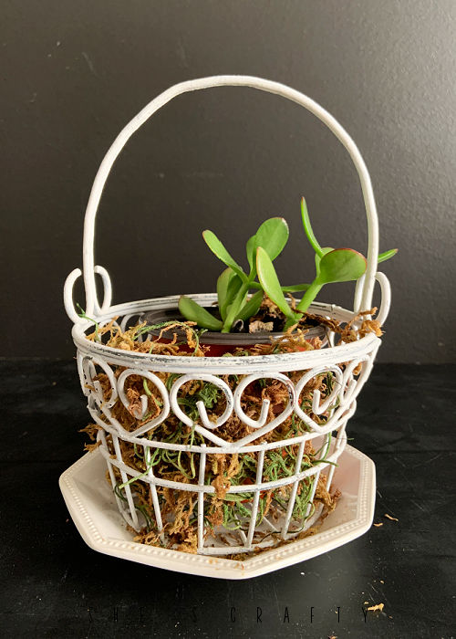 Metal bucket from the thrift store holding a house plant.