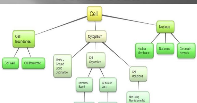 apsg: concept map of cell class 9