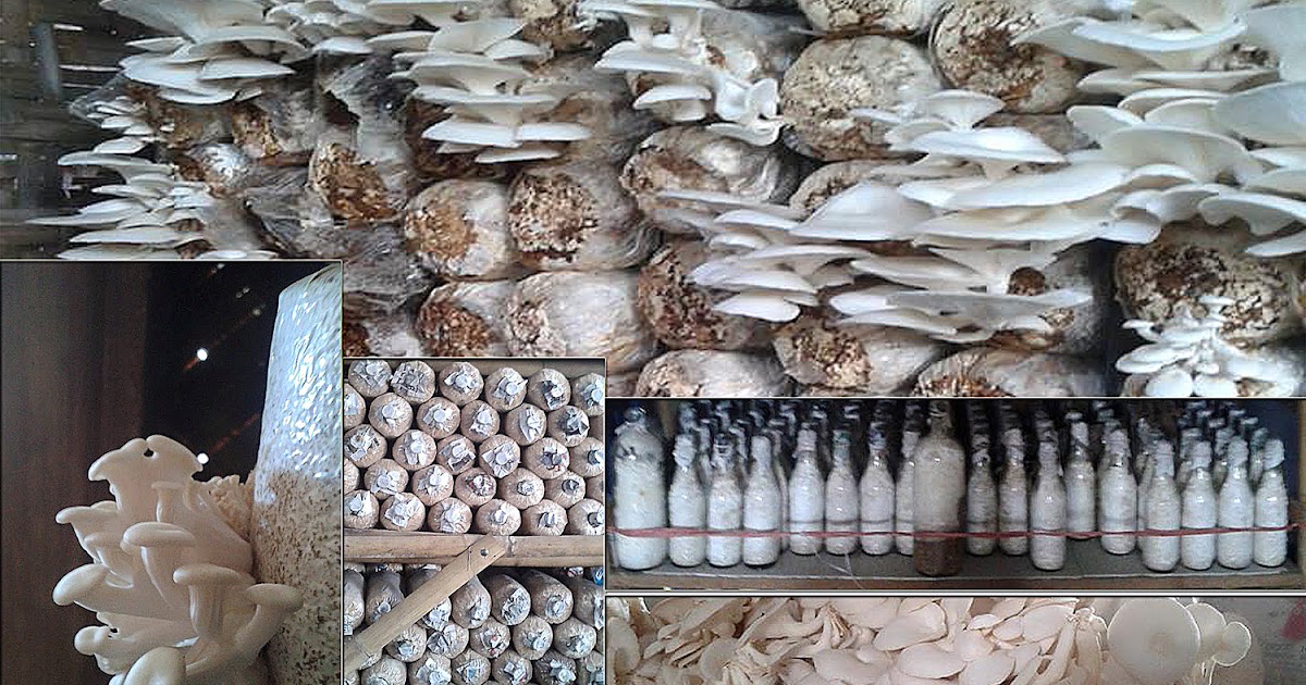 GENTA PRAYOGA JAMUR TIRAM DI BALI FAKTOR YANG MENYEBABKAN!! ANDA HARUS MENJADI PEMBUDIDAYA