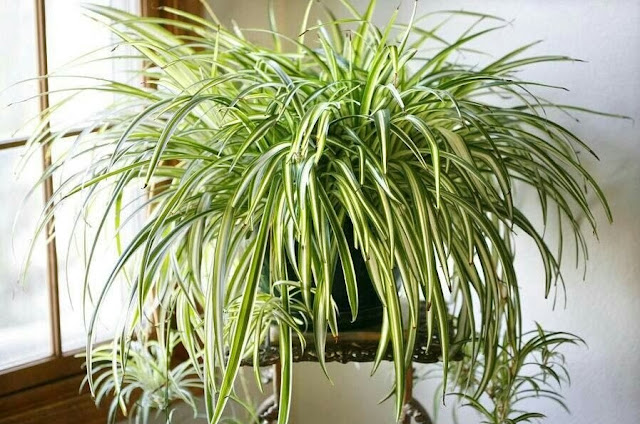Indoor Ornamental Plants