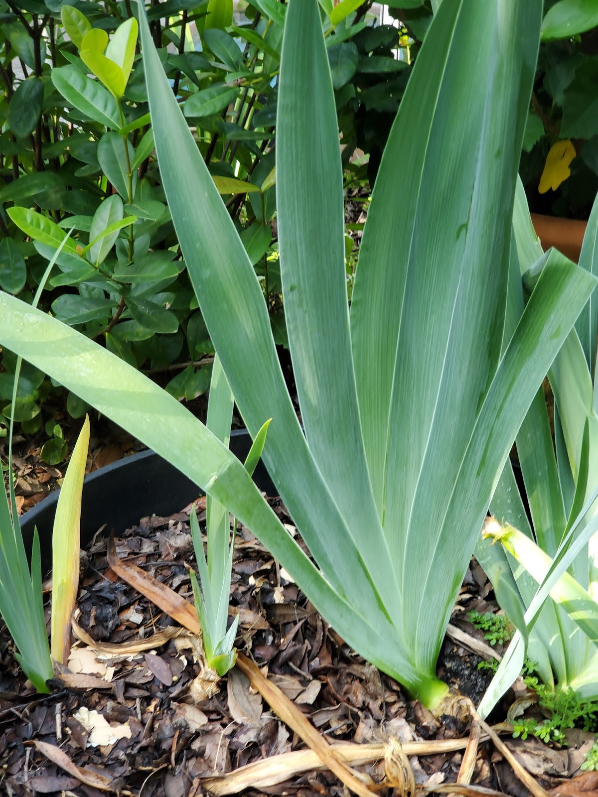 Botany Professor The Folded Leaves Of Iris botany-professor-the-folded-leaves-of-iris