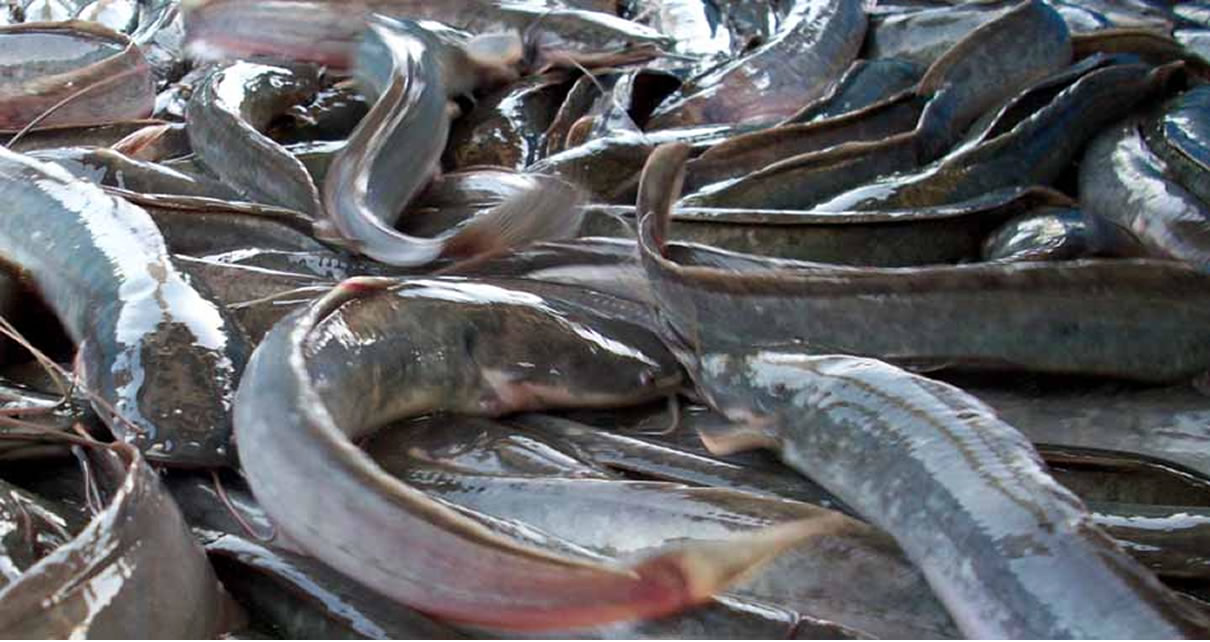 The major Catfish disease that can destroy Catfish