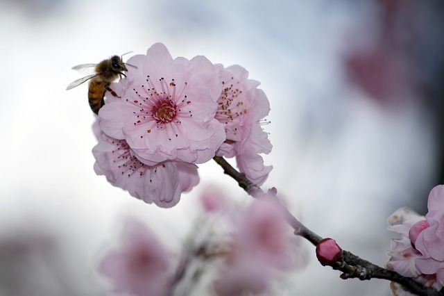 Bunga Sakura Cantik Negeri Samurai Umum Metode Pengkategorian Menurut Jumlah