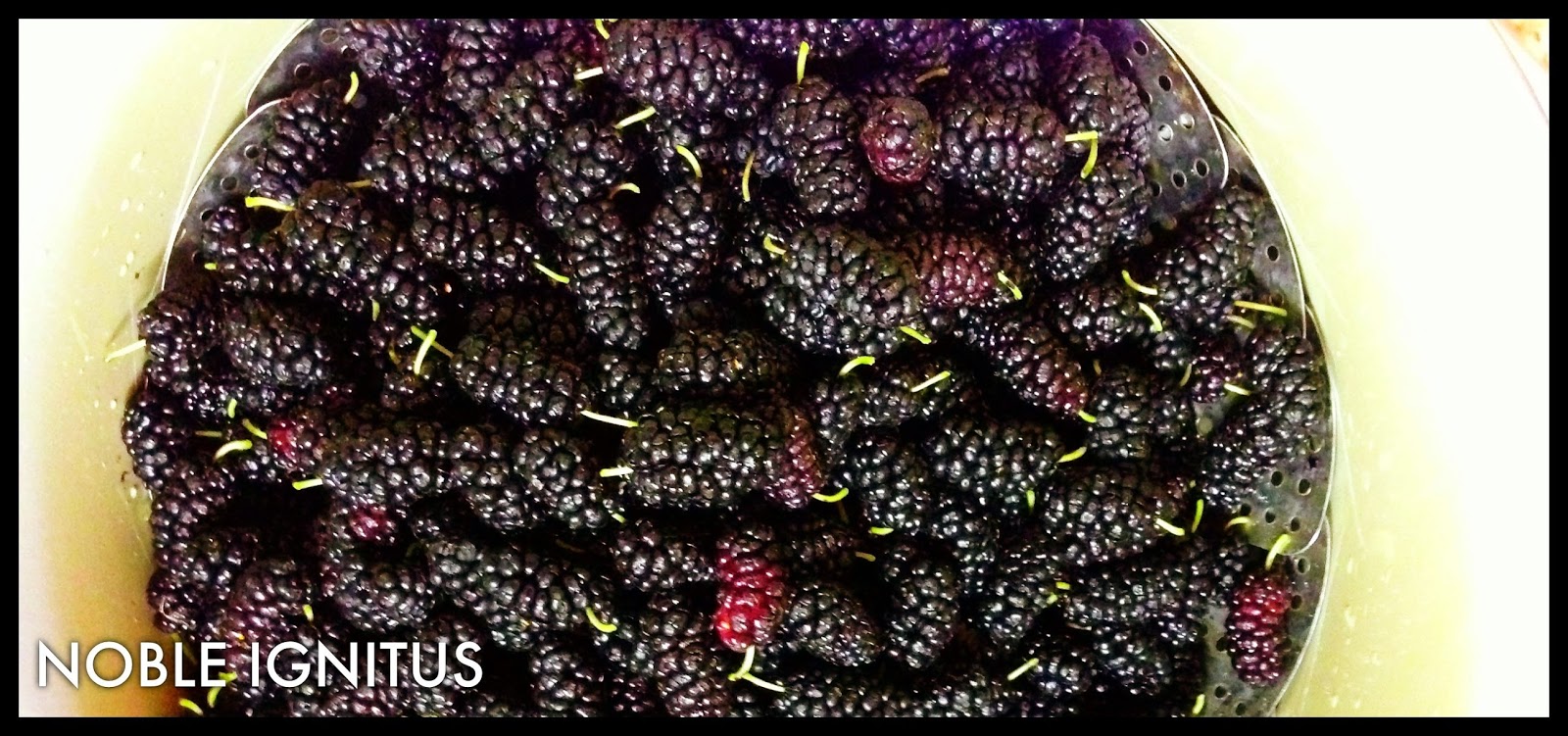 NOBLE IGNITUS Mulberry cider