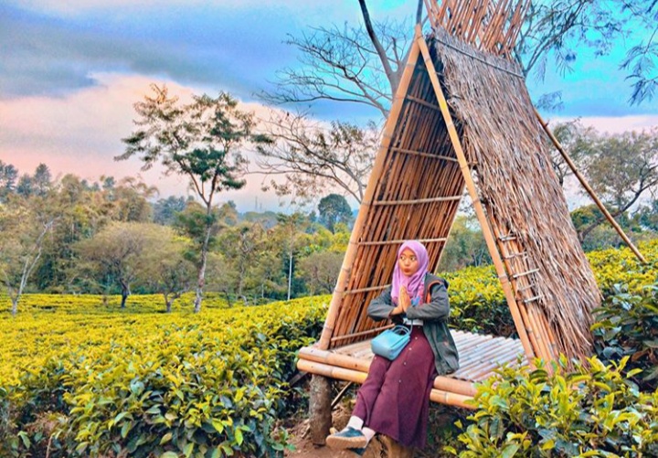 Bukit Kuneer Kebun Teh Wonosari, Tiket Masuk dan Lokasi