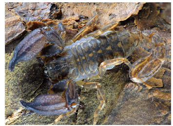 The Scorpion Files Newsblog Two new species of Chaerilus from southern