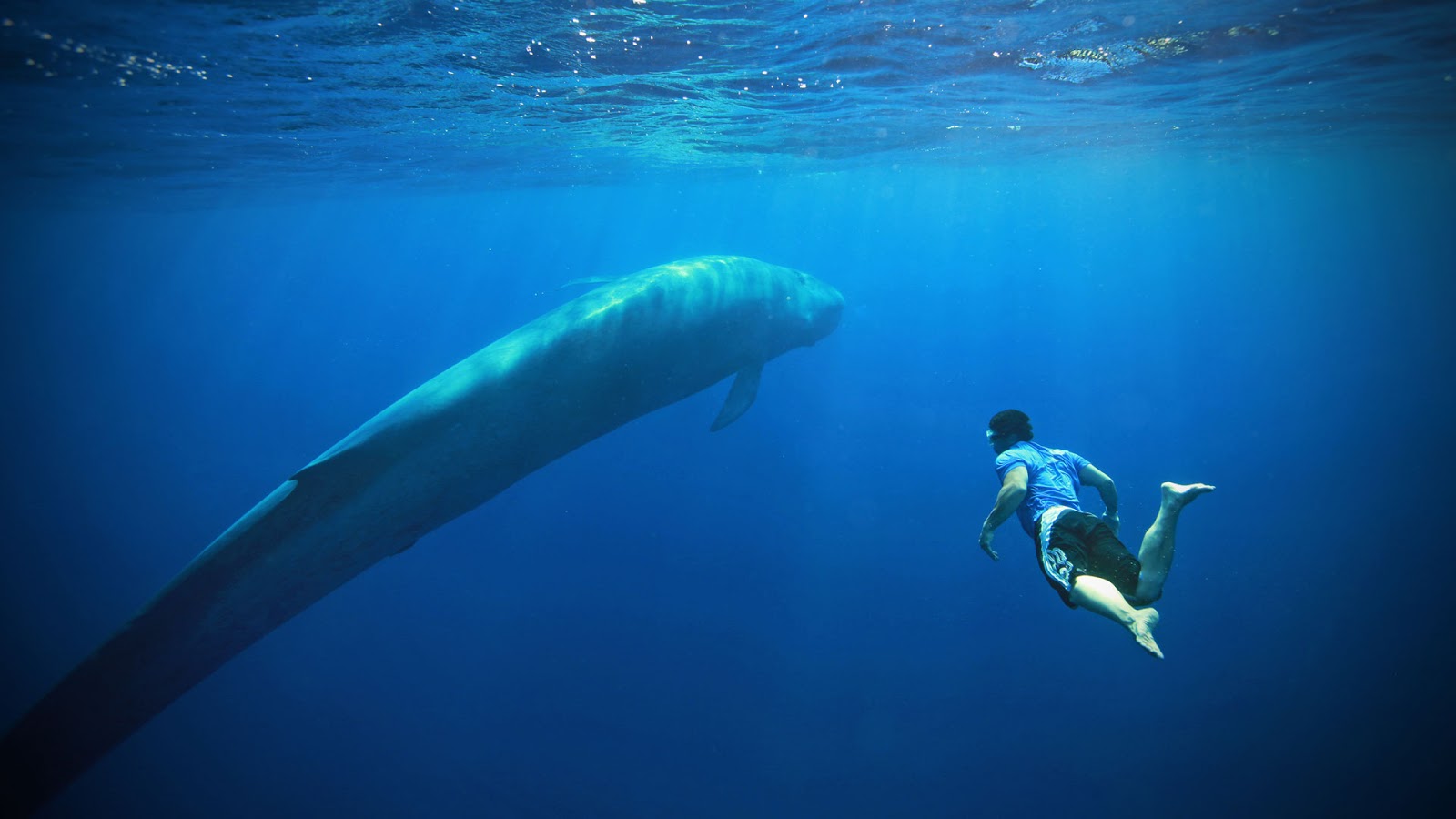 Regulations may have staved off extinction, but blue whales are still a