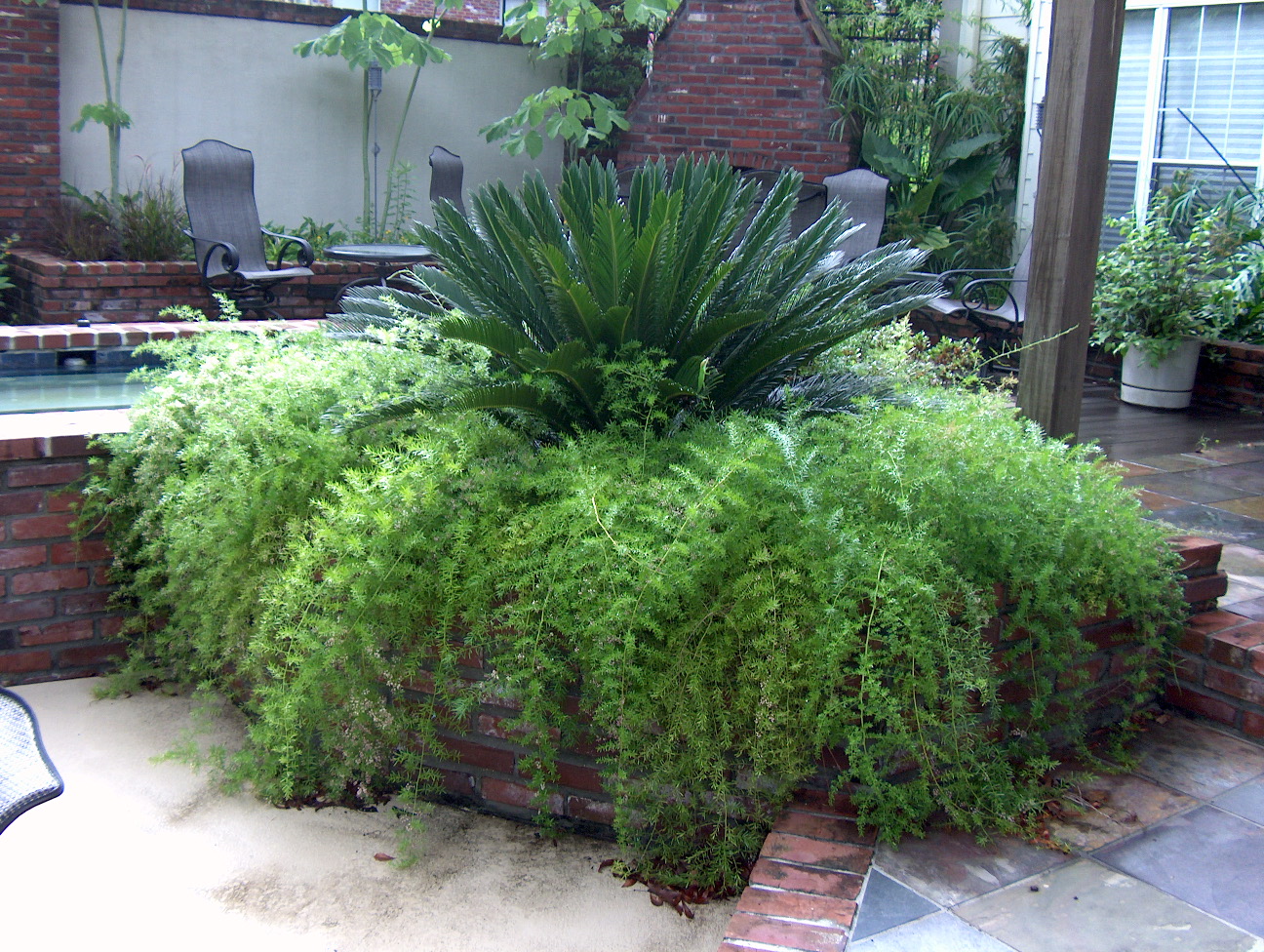 Asparagus densiflorus «helecho espárrago» Id Plantae