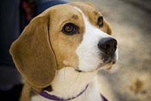 beagle dog wallpaper