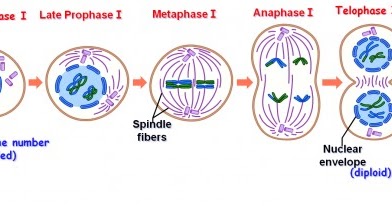 prophase diagram prophase diagram