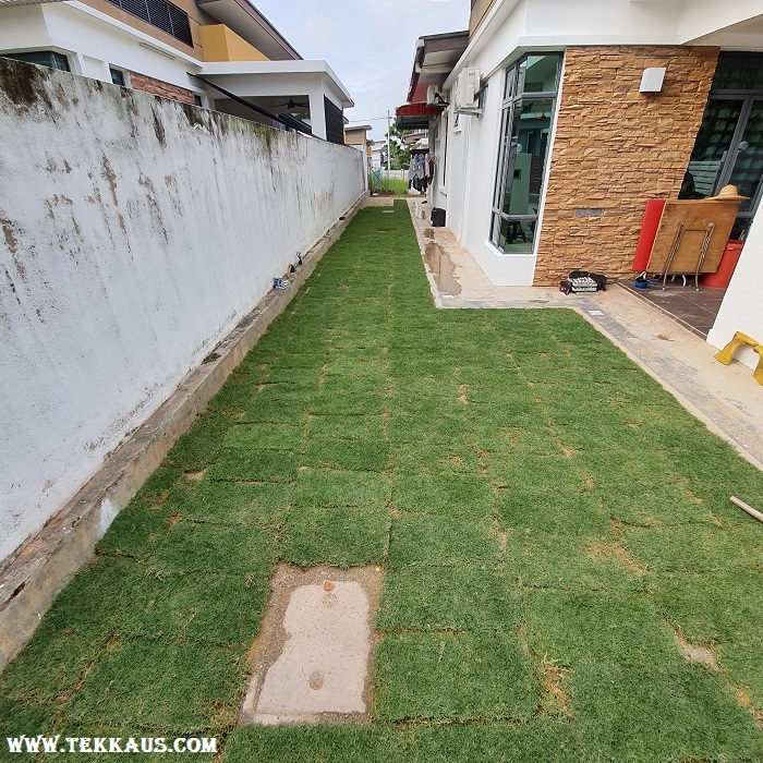 How To Plant Carpet Grass On Your Own