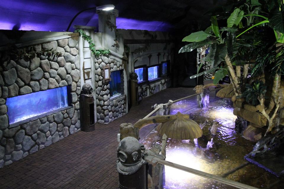Las Farolas The Fish World A Living Museum of Ornamental Freshwater