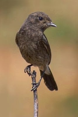 Jenis Jenis Burung Decu