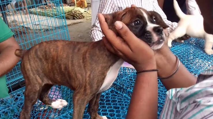 Kolkata; News n Stories Top dog breeds in India & Is
