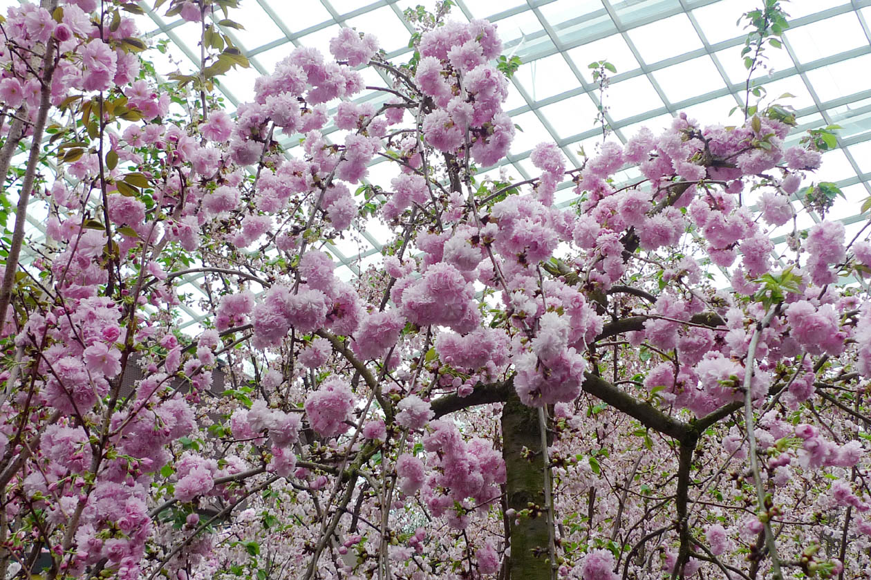 MrsMommyHolic Cherry Blossoms in Singapore