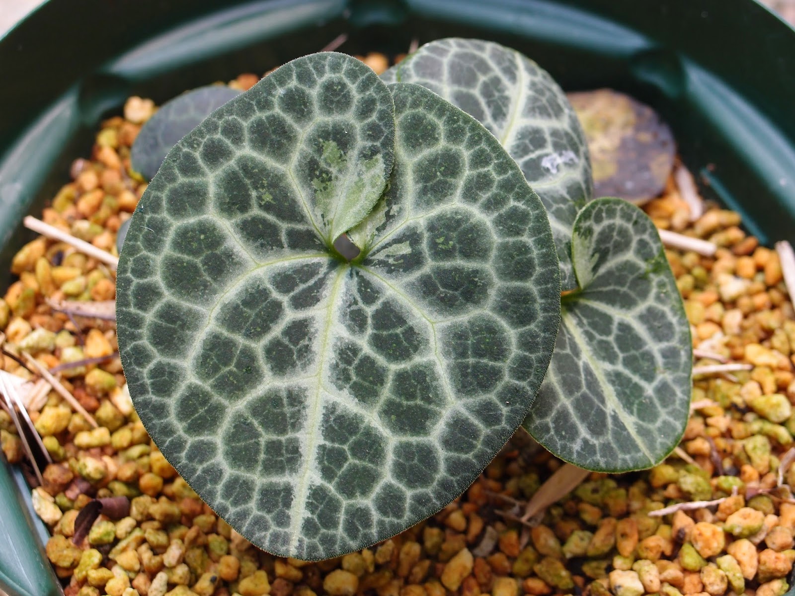 大日輪　カンアオイ　寒葵　サイシン　細辛　オトメカンアオイ　植物　観葉植物　覆輪 大日輪 カンアオイ 寒葵 サイシン 細辛 オトメカンアオイ 植物